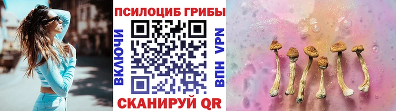 как найти закладки  Суджа  Псилоцибиновые грибы Psilocybine cubensis 